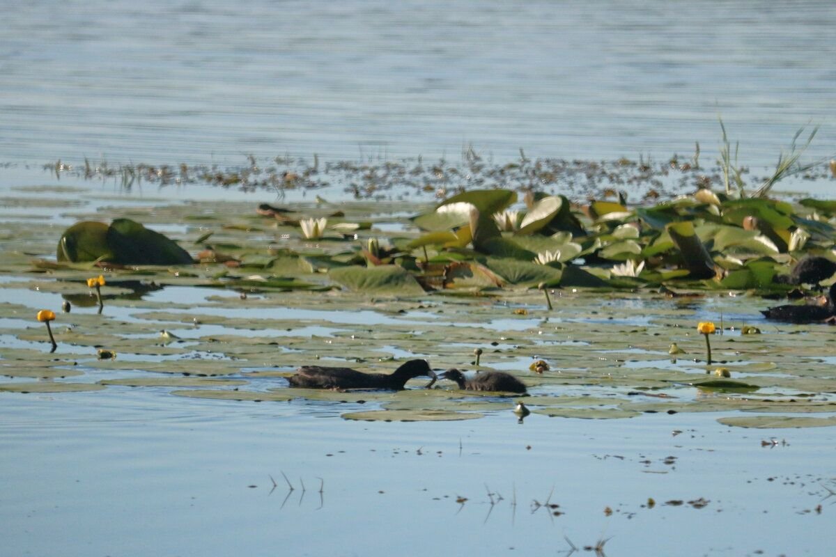Речка усманка воронеж. Куда впадает усманка. Новая усмань река усманка. Усманка река воронеж. Загрязнение реки усманки воронежская область.
