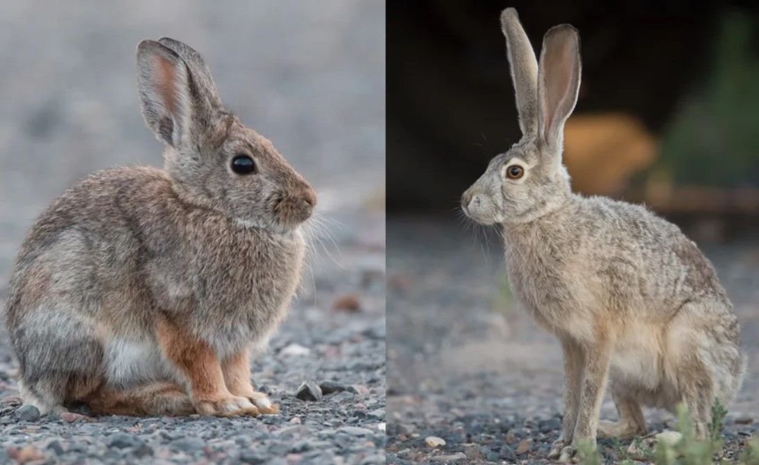 Можно скрестить кролика и зайца. Rabbit Hare разница. Заяц vs кролик. Bunny Hare Rabbit разница. Заяц и кролик разница.