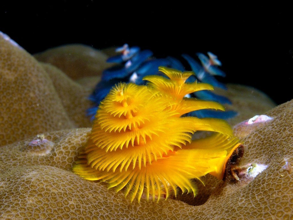 Необычные растения и животные океана. Многощетинковый морской червь. Трубчатый многощетинковый морской червь. Червь "Новогодняя елка" (Spirobranchus giganteus). Spirobranchus giganteus.