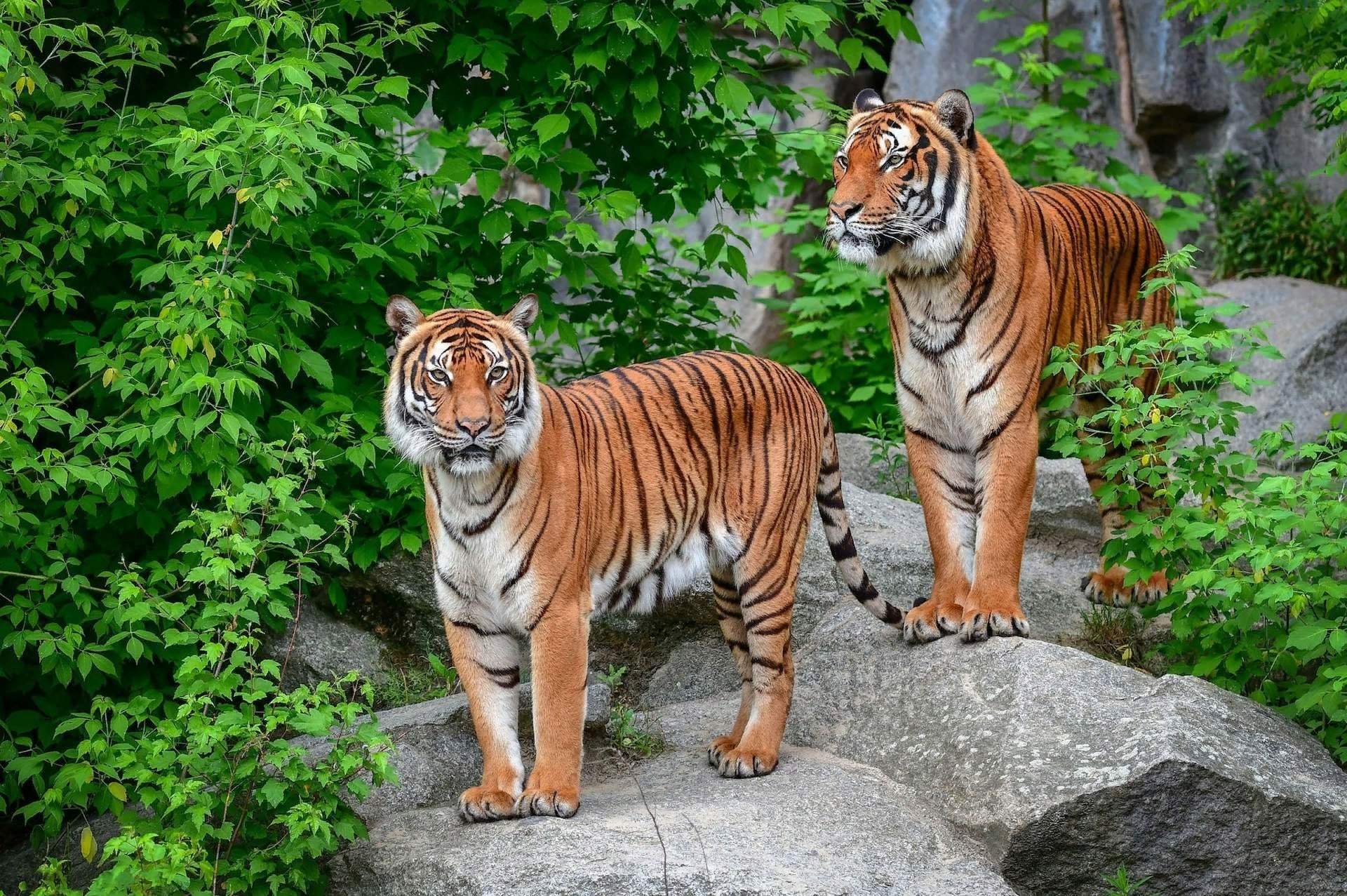 Амур животное фото