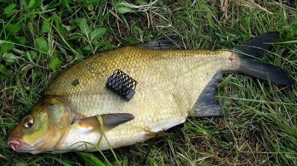 фидер (рыбная ловля). фидер для рыбалки на леща. карась лещ подлещик. на что клюет лещ. улов на фидер.