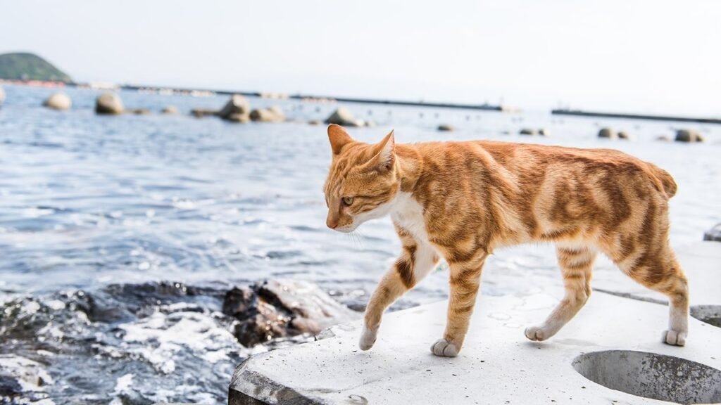 Кот на острове