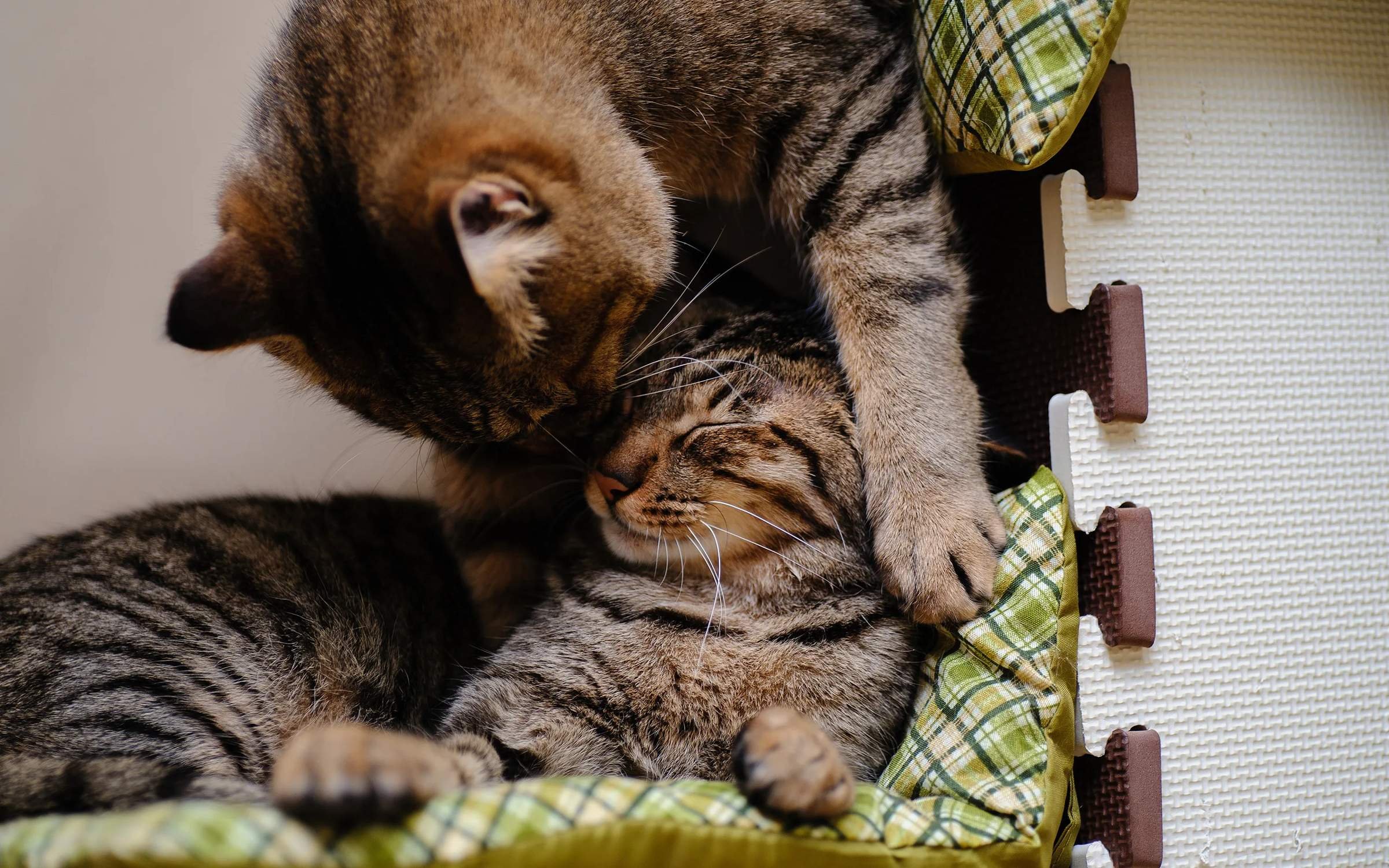 Картинки с любящими котиками. Кошки. Котики обнимаются. Обои на рабочий стол котята. Кошки любовь.