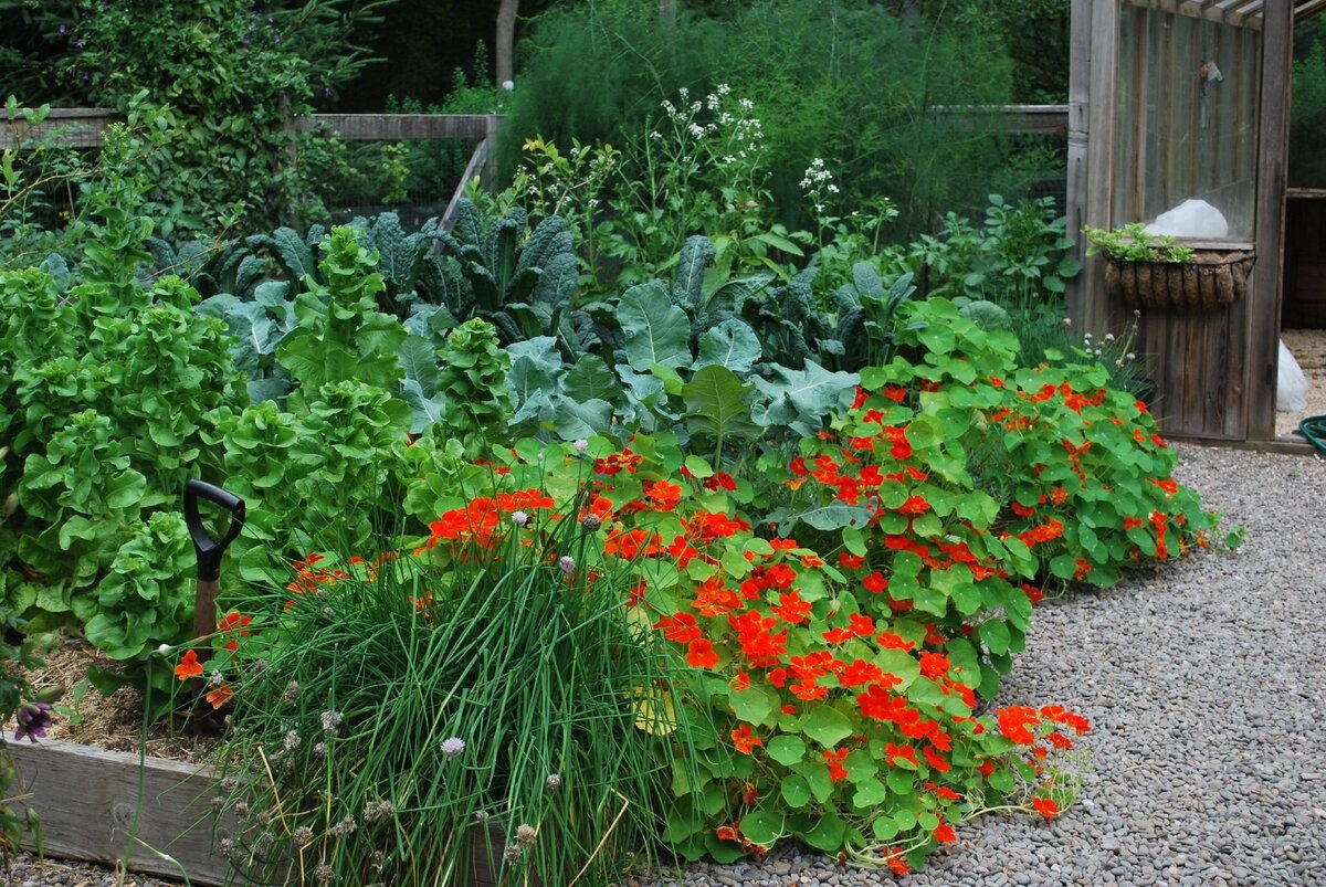 Настурция клумбы фото