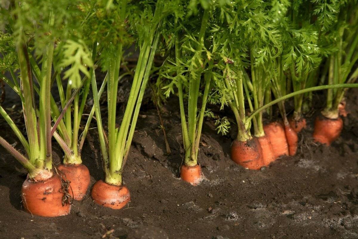 Как вырастить хороший урожай моркови. Морковь посевная корнеплоды. Морковь растет на грядке. Морковка растет. Огород с морковкой.