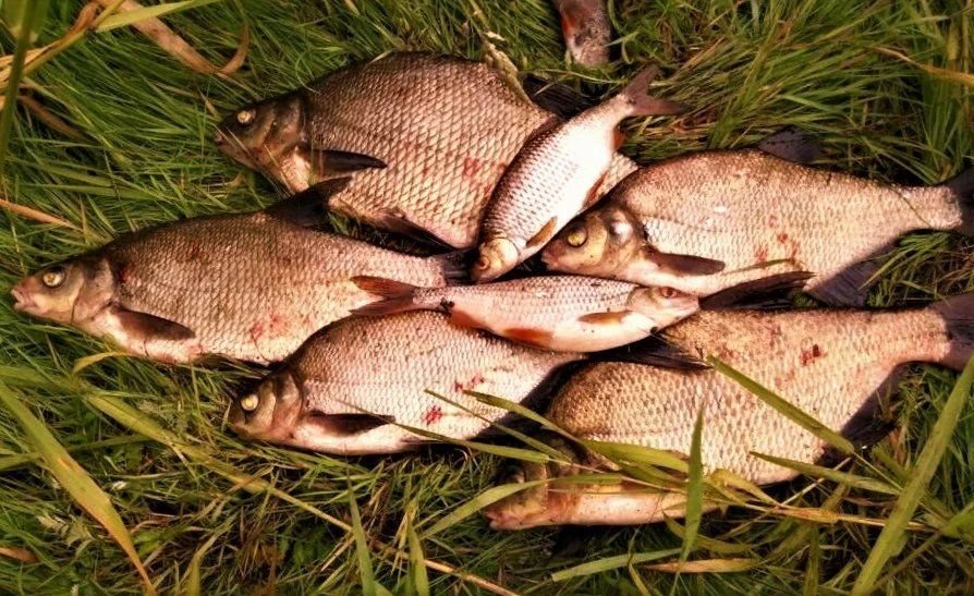 Простой способ приготовления бюджетной прикормки для ловли карася ...