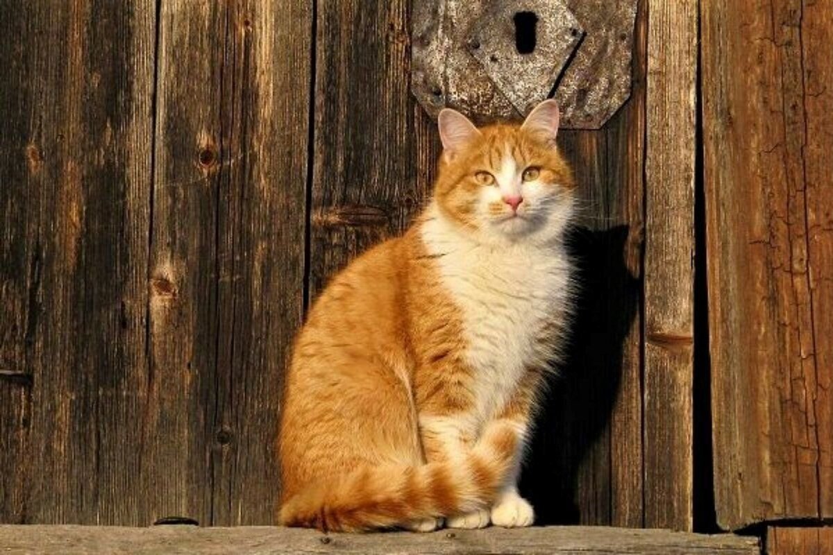 Рыжий деревенский кот