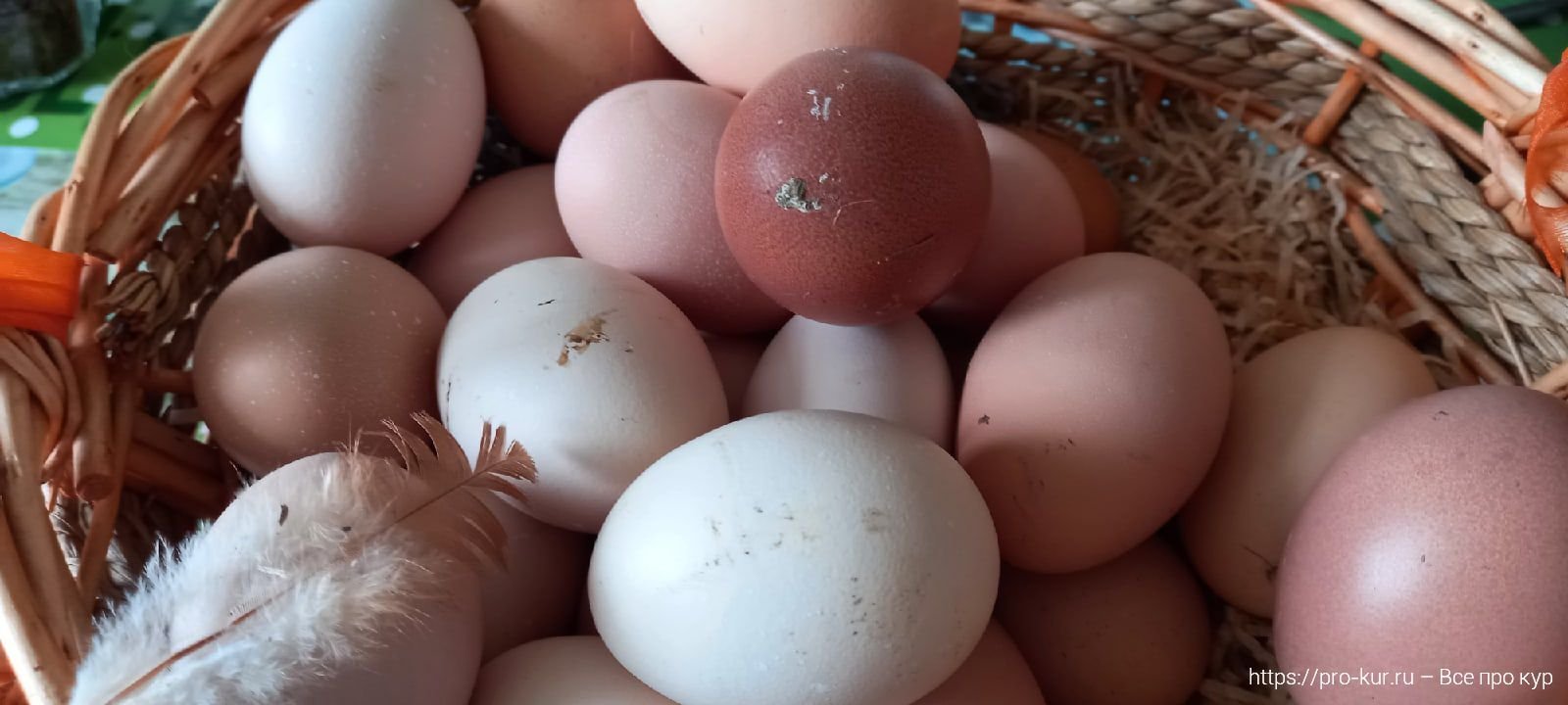 Можно ли мыть яйца перед хранением домашние. Можно ли курам несушкам давать яичную скорлупу. Как правильно мыть куриные яйца в домашних условиях.