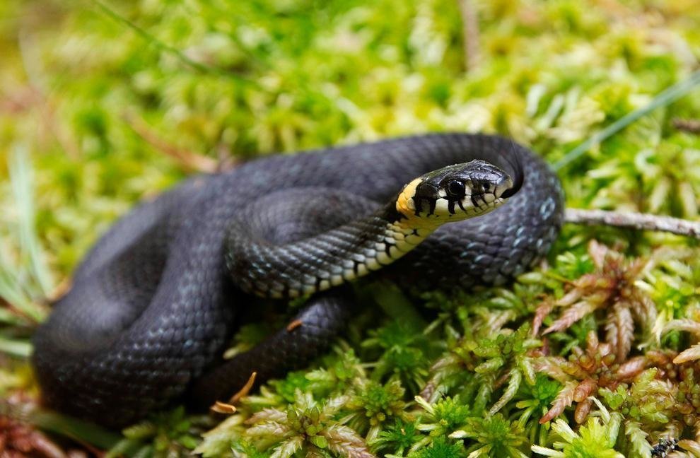 гадюка обыкновенная черная. уж живет в лесу. ядовитые змеи алтайского края. колхидский уж. змея гадюка болотная.