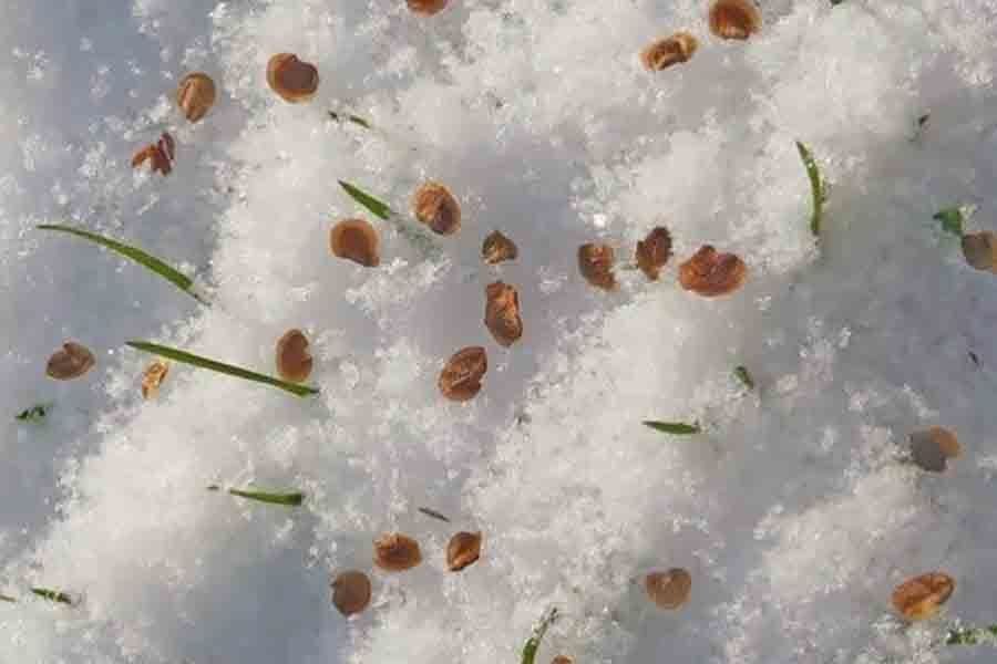 Какие семена сеют весной. Семена зимой. Сеять семена зимой. Закаливание семян в снегу. Подзимний посев.