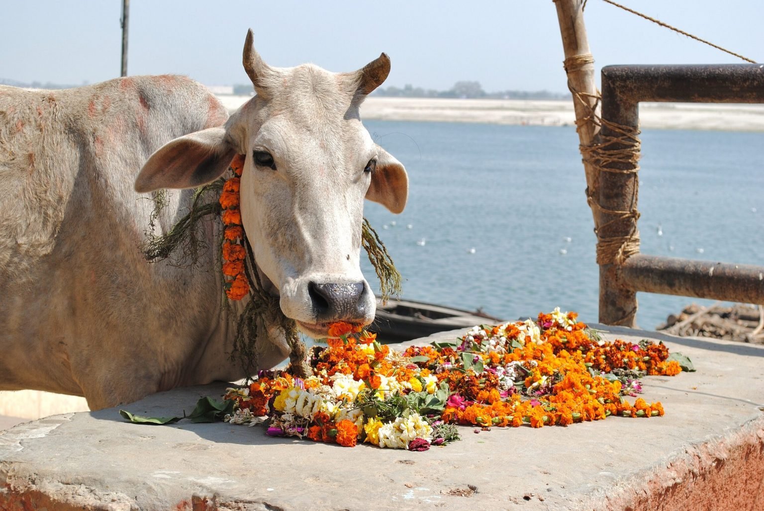 корова священное животное в индии. священое животное инди. индуизм корова. самое священное животное в индии. корова священное животное в индии.