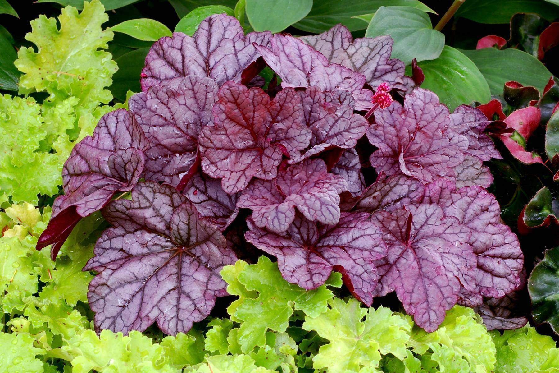 Гейхера грин. Гейхера Heuchera villosa. Heuchera Sugar Plum. Рутбир гейхера. Гейхера американская (Heuchera Americana l.).