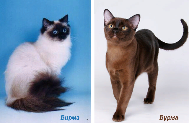 Бирманская кошка окрасы фото и название