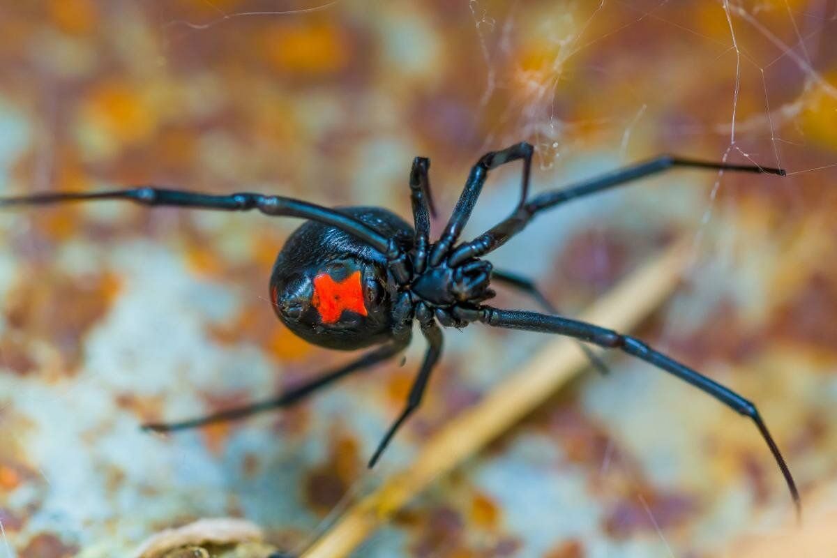 самые опасные пауки фото