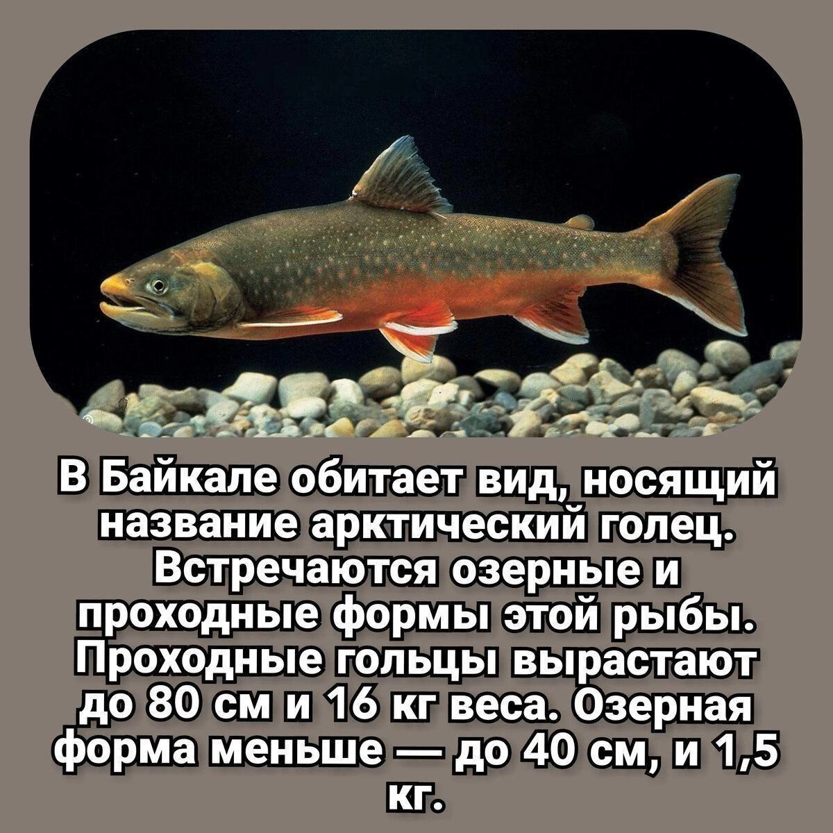 Уникальные и особо ценные рыбы Байкала