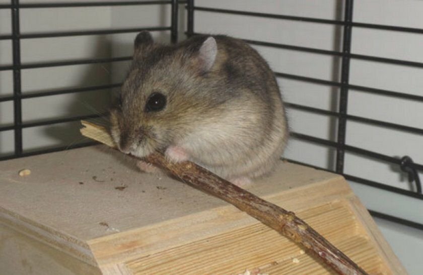 смешной хомячок в клетке. хомячок грызет клетку. хомяк грызет. красивый хомяк. хомячок в клетке.