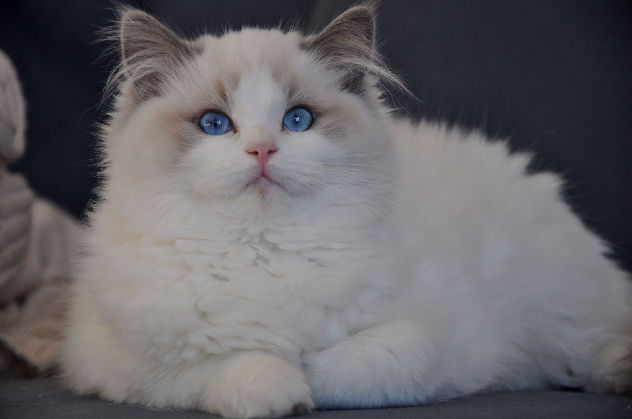 Рэгдолл короткошерстный