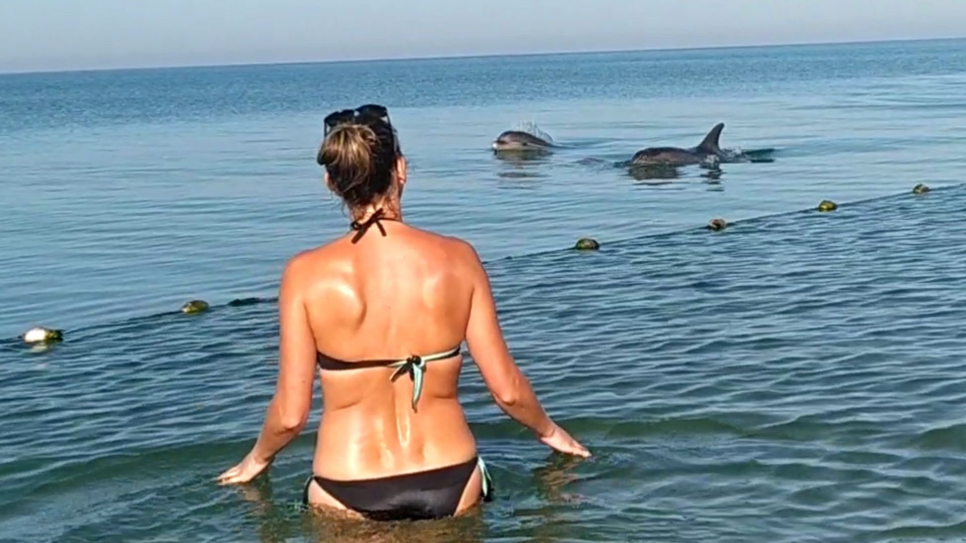 Дельфины в Анапе на пляже