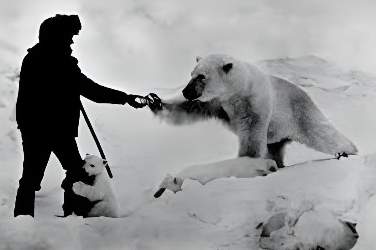 С медведями не расставайтесь. Полярник и медведь. Белый медведь с медвежатами. Белый медведь и полярники.