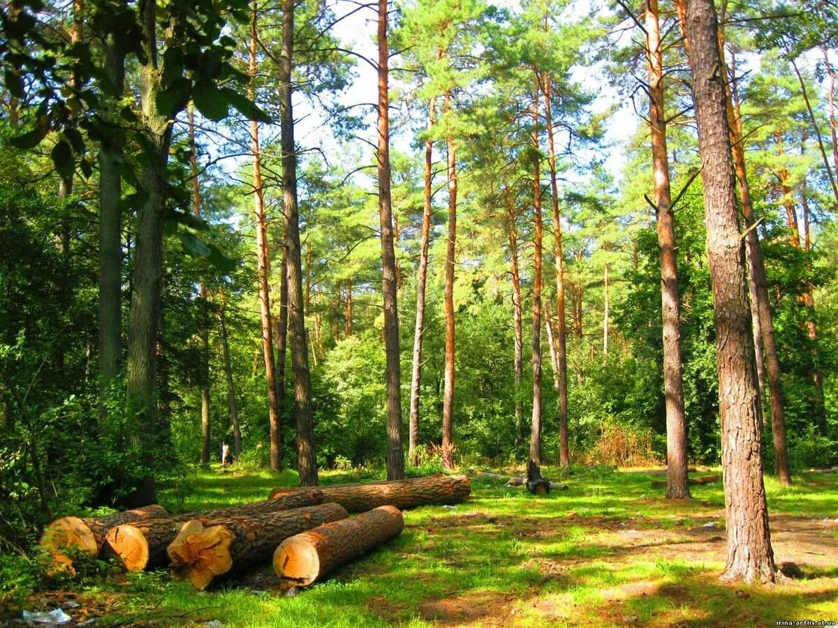 В каком лесу можно. Лес Сосновый Бор Омск. Сосновый Бор Беларусь. Лесная Поляна Сосновый Бор. Сосновый Бор Закамск.