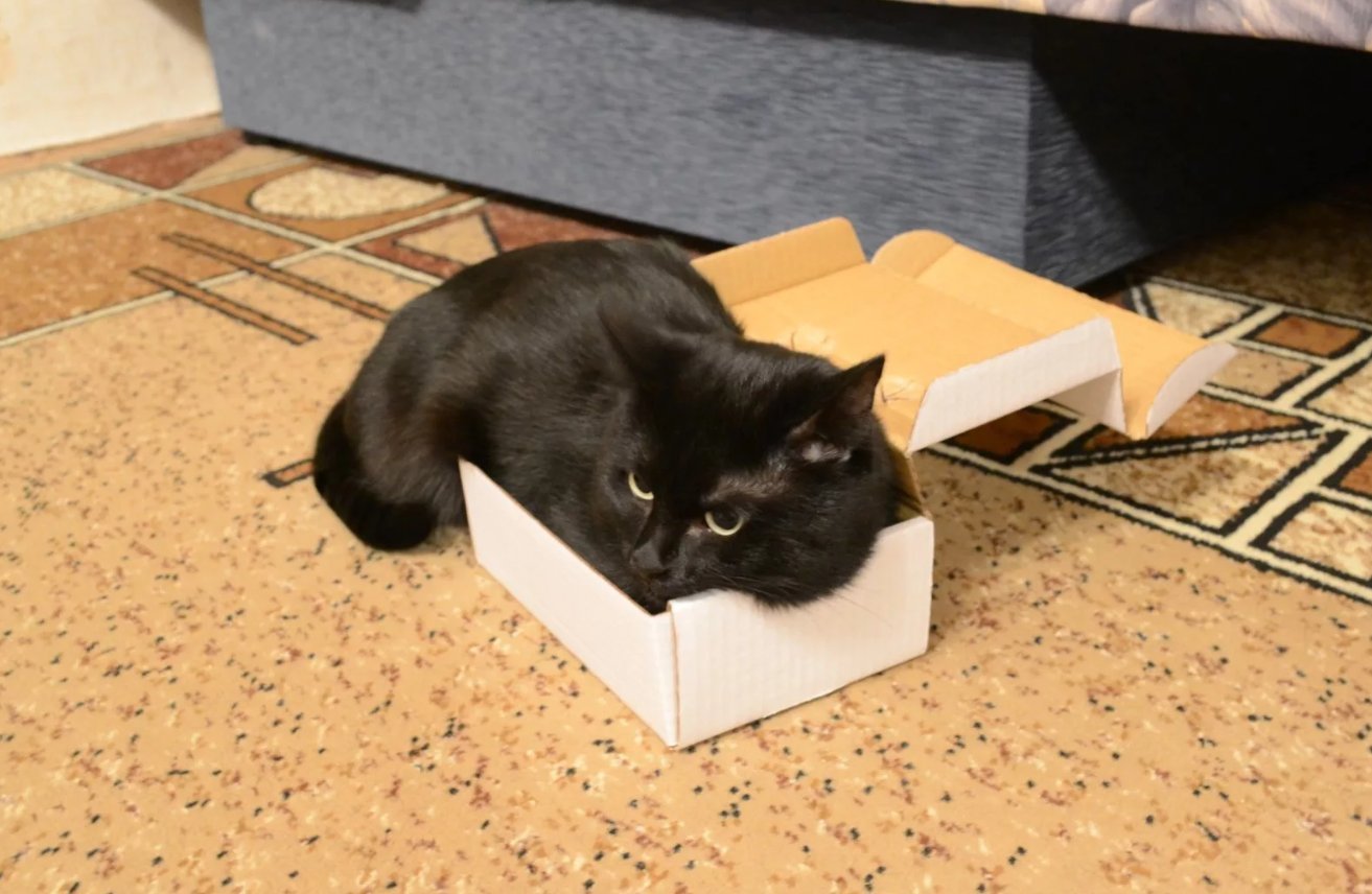 Огромный еле влазит. Котики и коробки. Кошки в коробках. Коты в коробке. Котик в маленькой коробке.