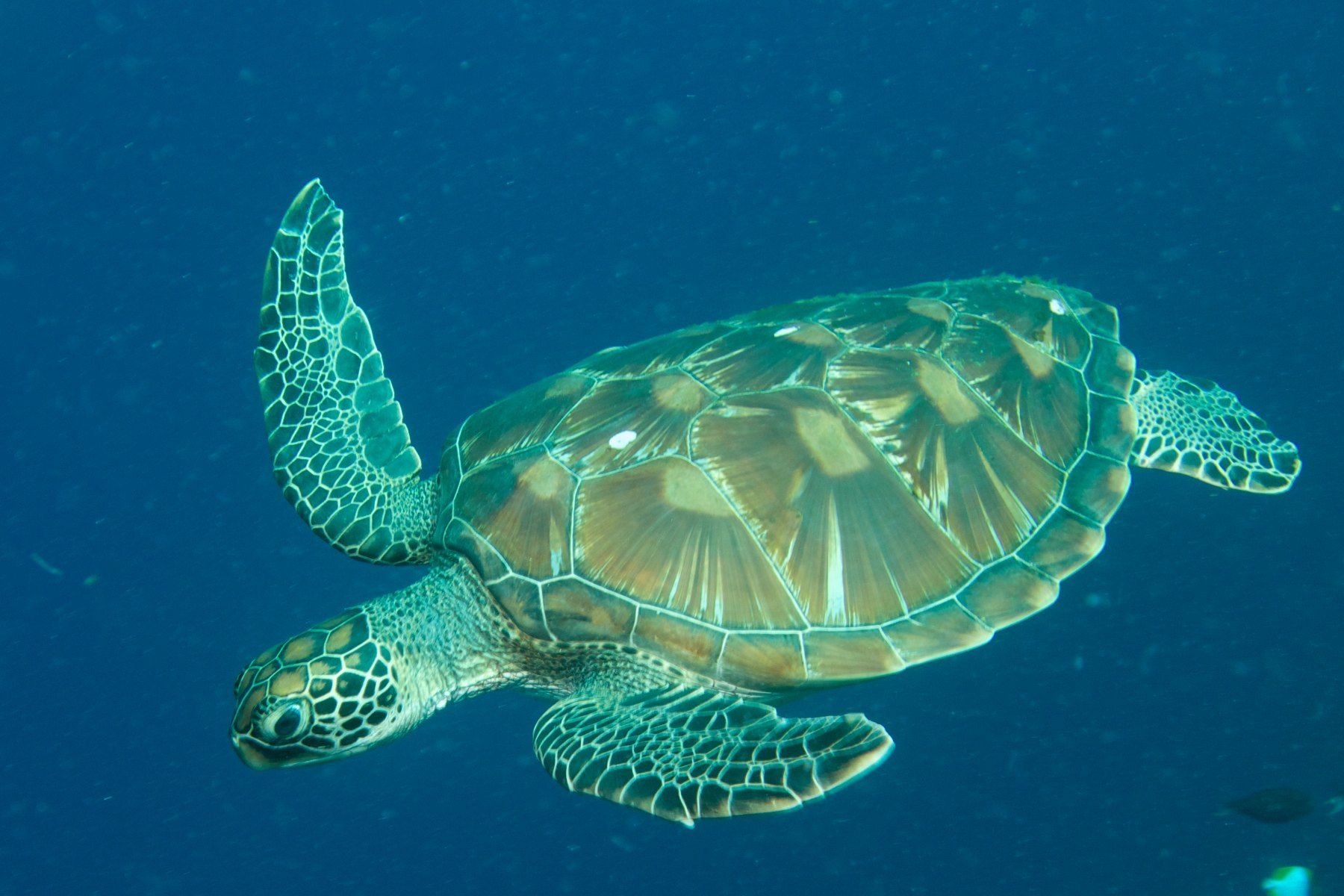 К морским черепахам относится. Зеленая суповая черепаха. Морские черепахи черепахи. Кожистая зеленая суповая черепахи. Морская суповая черепаха.