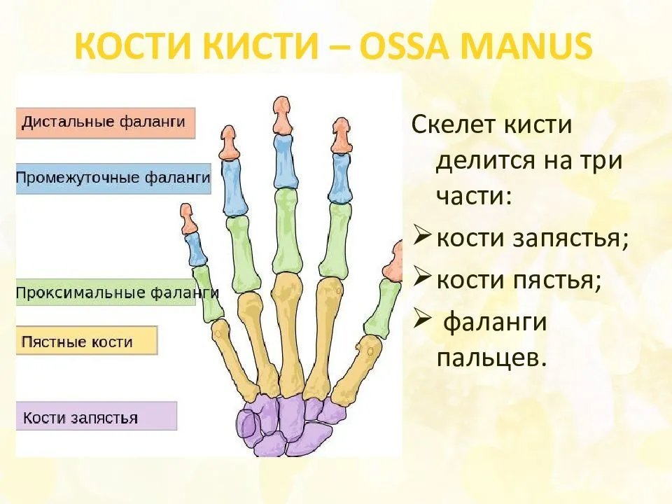 Как называются пальцы на руках у человека по порядку на русском языке фото с названиями