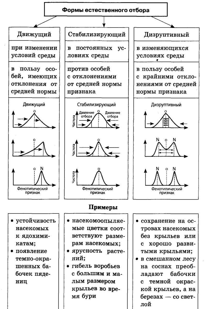 Схема естественного отбора