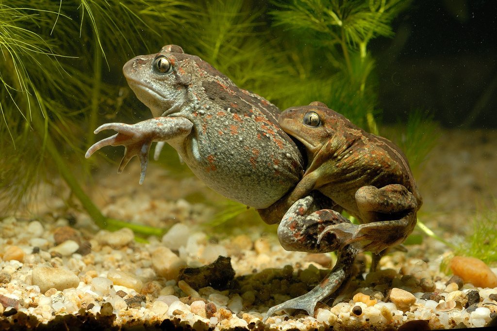 Жаба соня. Жаба села. Амплексус у жаб. Сибирская лягушка rana amurensis. Пуштунская жаба.