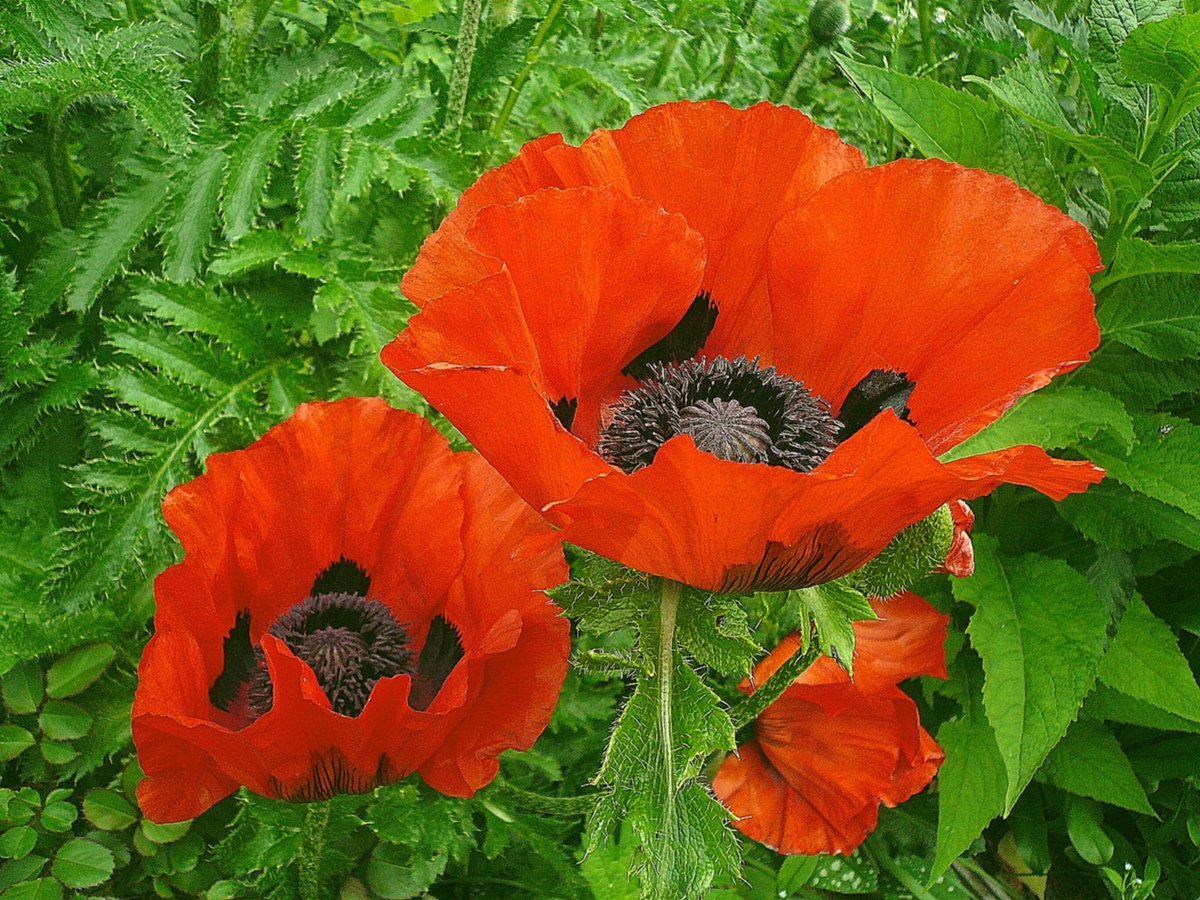 Мак Восточный (Papaver orientale l.)