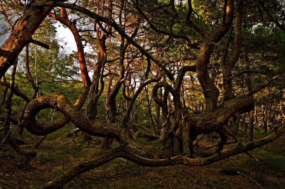 Танцующий лес калининград фото