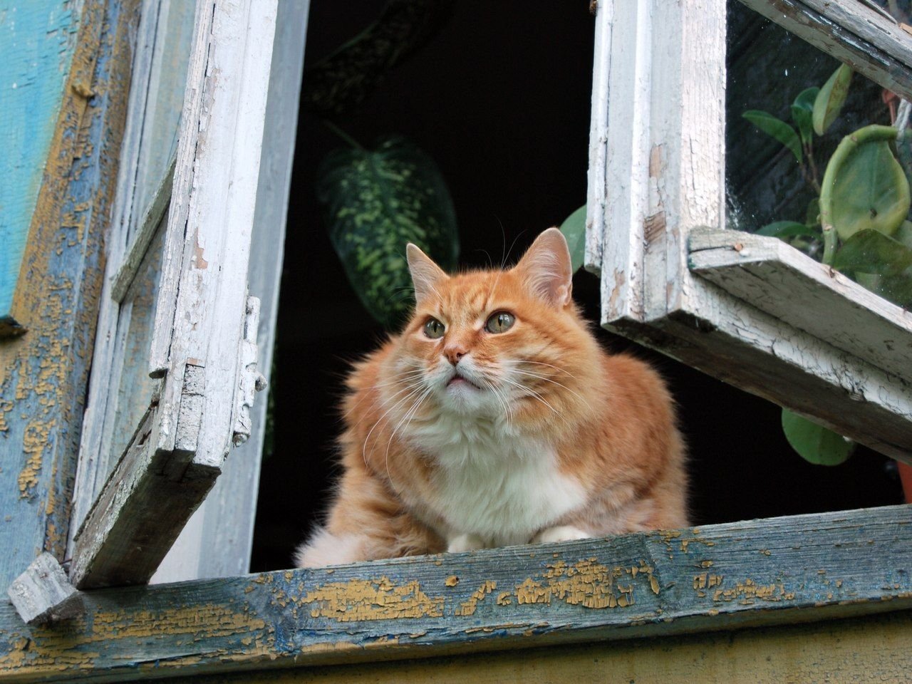 Выгляни в окошко. Кошки на окошке. Кот на окне. Рыжий деревенский кот. Рыжий кот на окне.