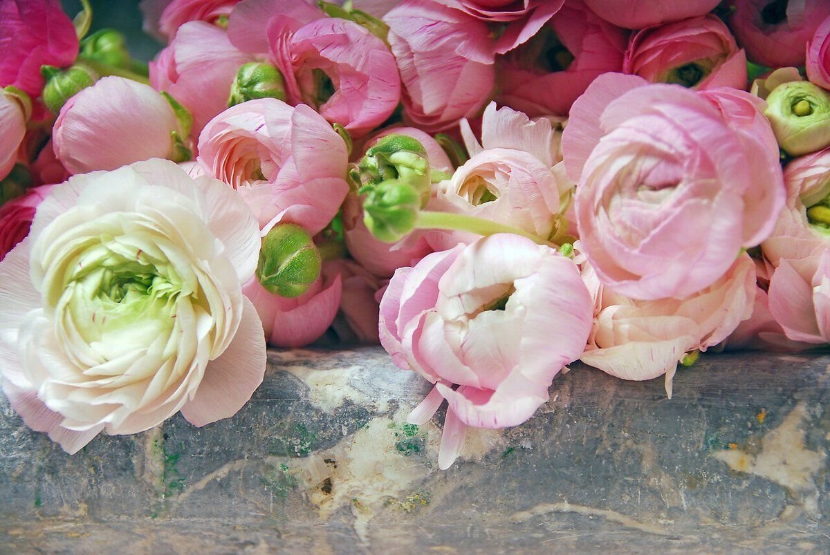 Цветок похожий на пион и розу название и фото