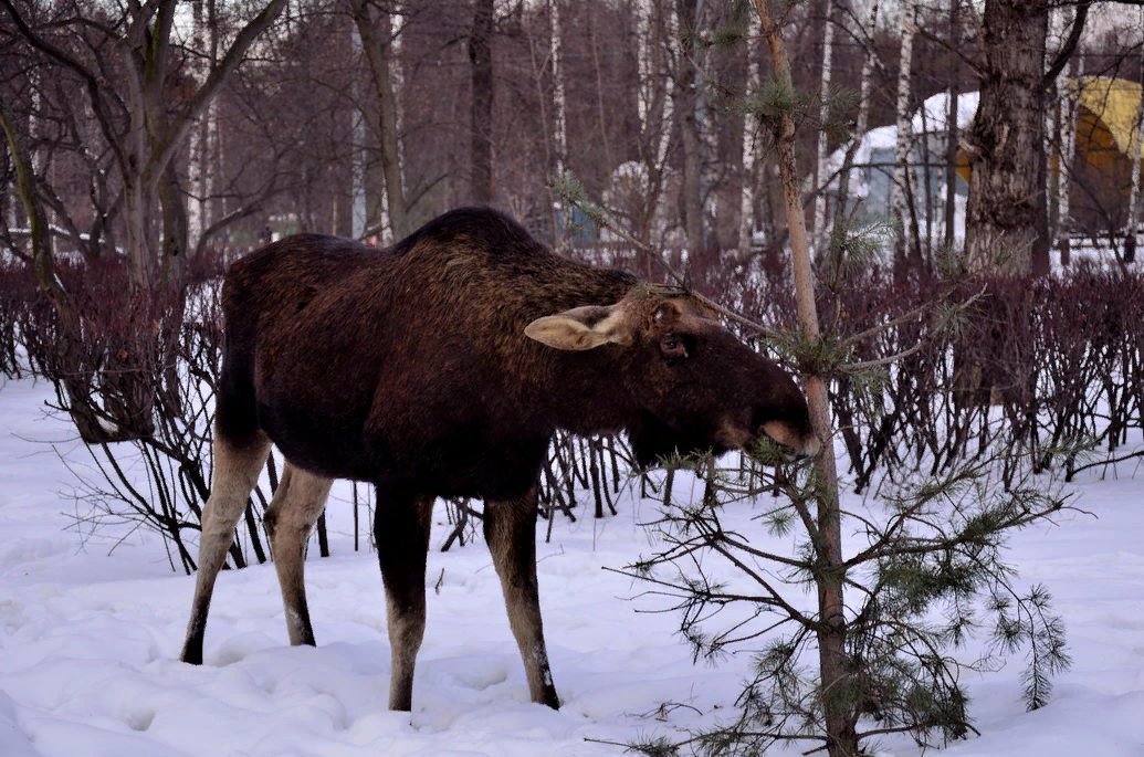 Лосиный остров национальный парк. Лось альбинос швеция. Лесные животные лось. Животные леса. Лось травоядный.