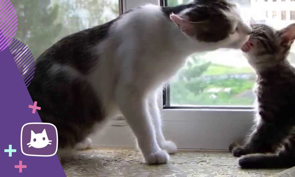 кошки и собаки приколы. кота за шкирку. трогательный кот. кошка вцепилась. кот кусает кота за холку.