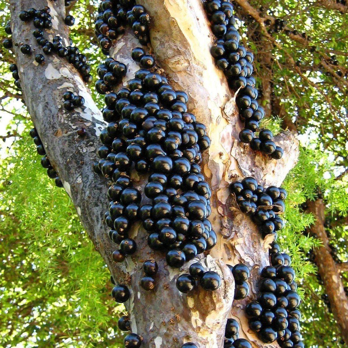 Фрукты которые растут на деревьях. Бразильское дерево джаботикаба. Удивительное виноградное дерево джаботикаба. Джаботикаба бразильское виноградное. Жаботикаба ягоды.