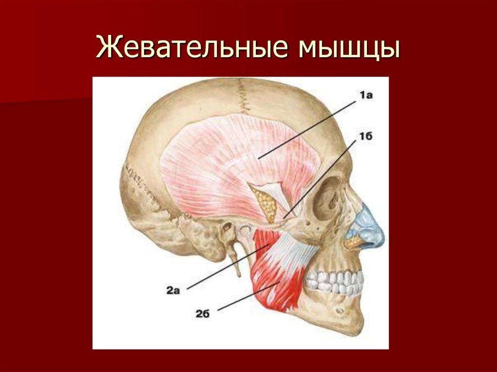 Жевательные мышцы лица анатомия в картинках