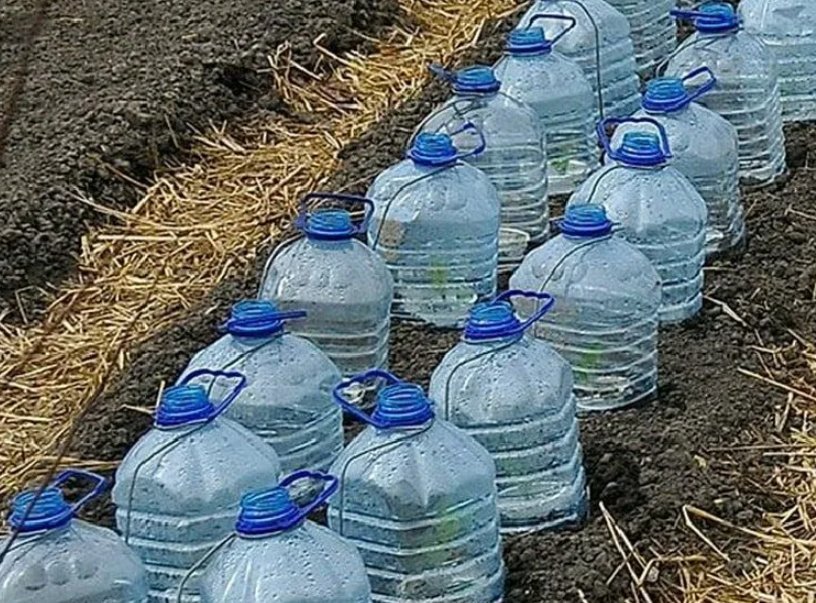 Зачем опытные садоводы закапывают 5-литровые баклажки воды на огороде ...