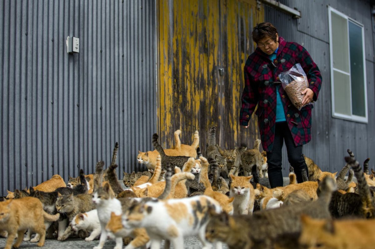 Очень много которые живут. Аосима кошачий остров. Аошима остров кошек. Тасиро остров кошек. Остров кошек.