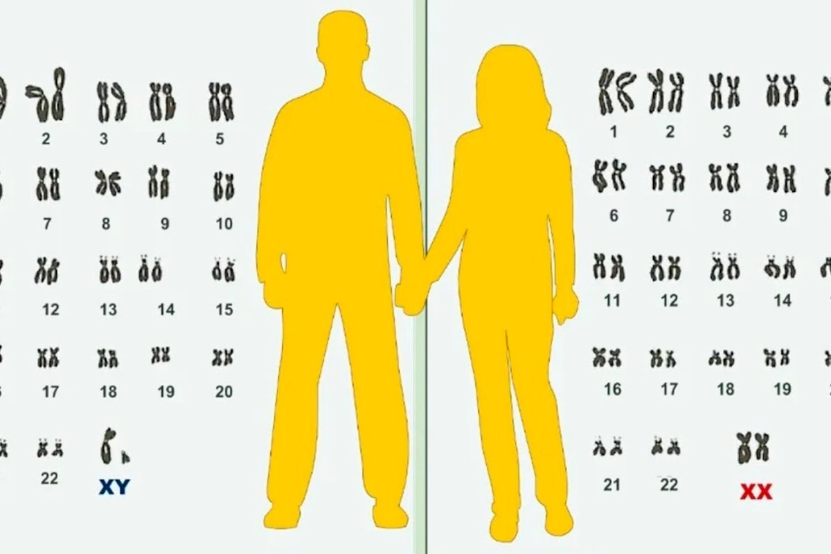 сколько хромосом уч ел. половые хромосомы мужчин и женщин. набор хромосом у человека. нормальный кариотип хромосомы. хромосомы человека.