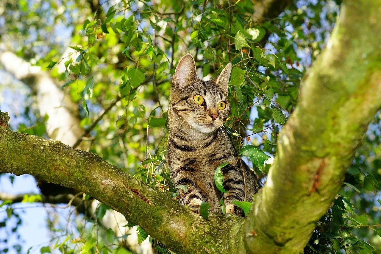 Сидящие животные. Кот на дереве. Котенок на дереве. Коты на деревьях. Кот на ветке.