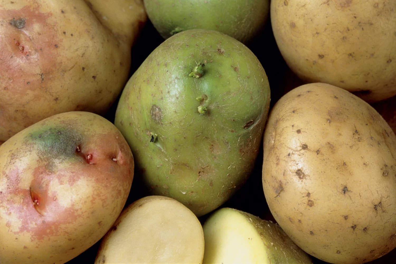 Poisonous potato update. Позеленение клубней картофеля. Соланин. Картошка зеленая Солонин. Солонин в картофеле.
