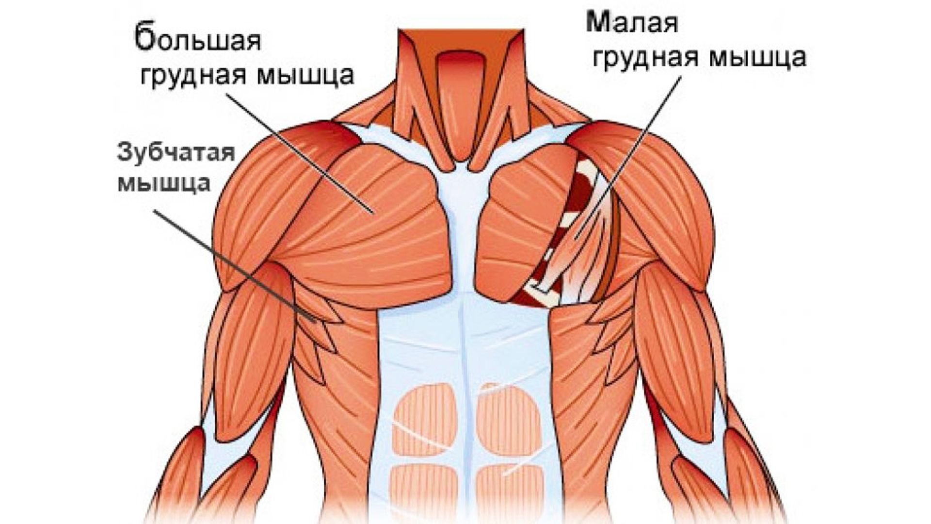 Мышцы грудины анатомия животных