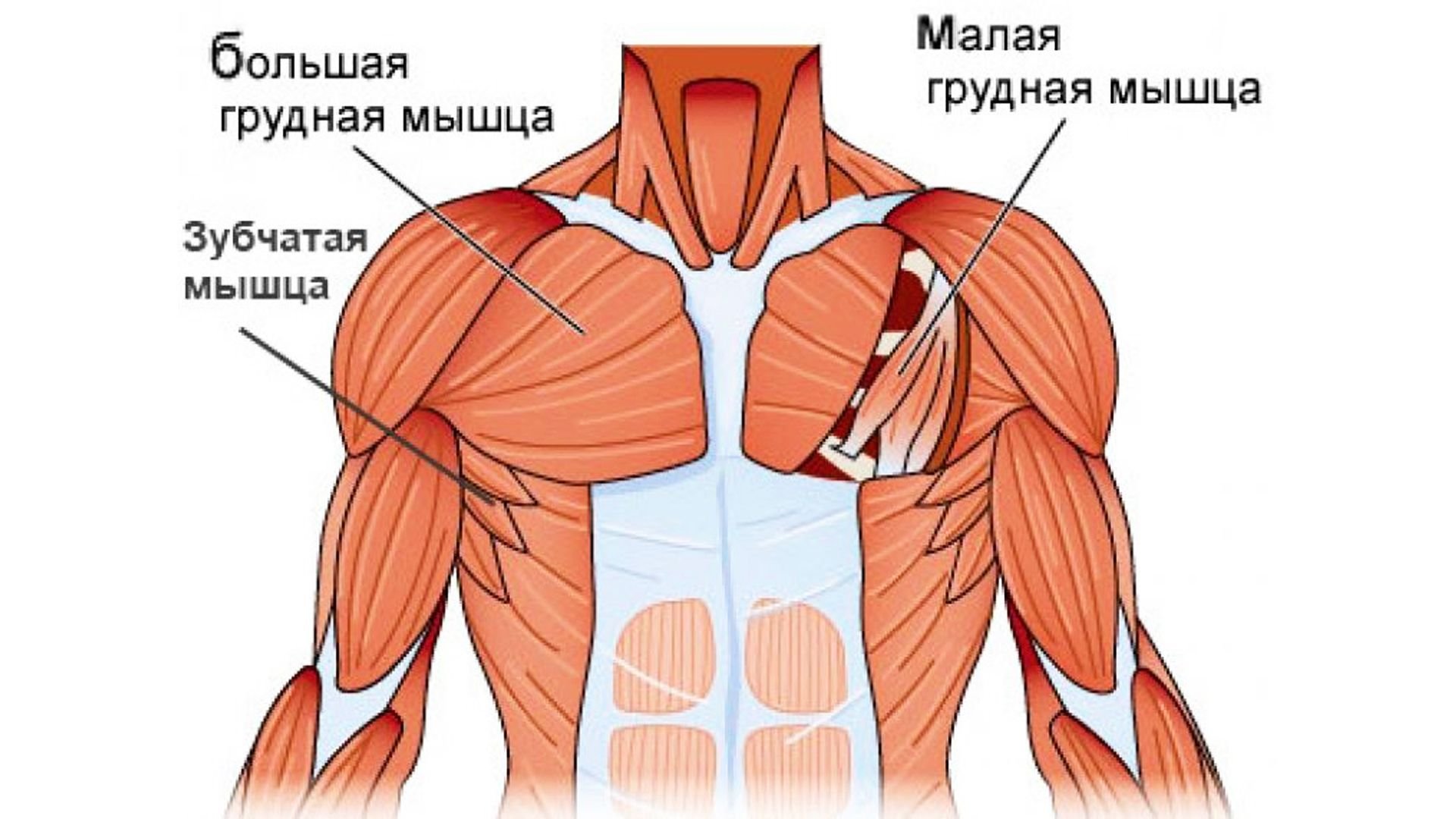 Оллинейная мышца груди