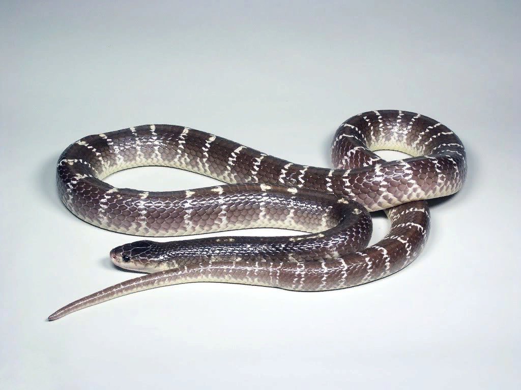 Змея 5 индийский. Малайский Крайт змея. Индийский Крайт. Голубой Крайт змея. Индийский Крайт (Bungarus caeruleus).