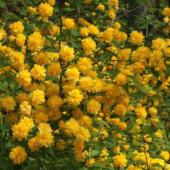 Корея японская кустарник