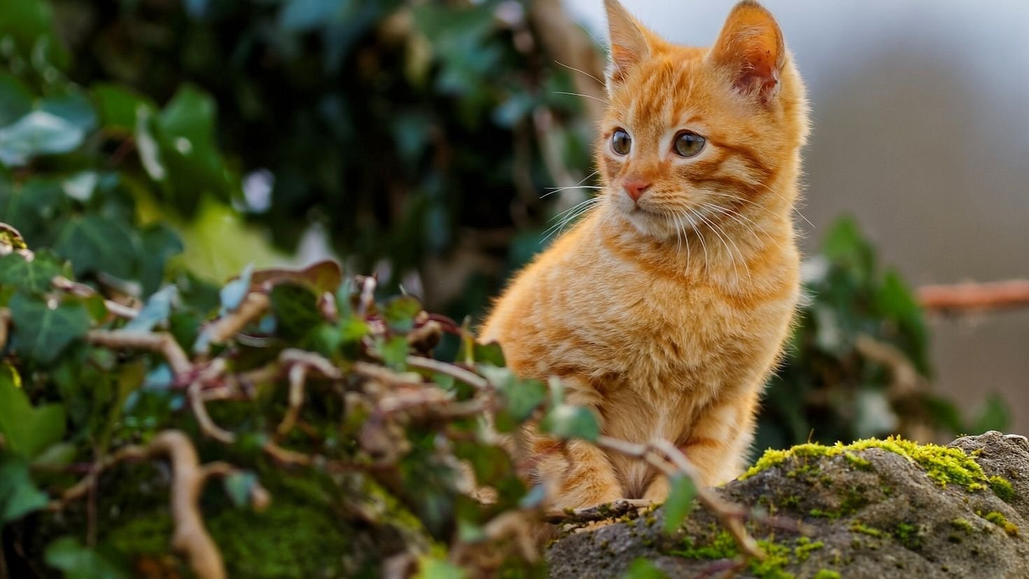 Кот рыжий фото животного