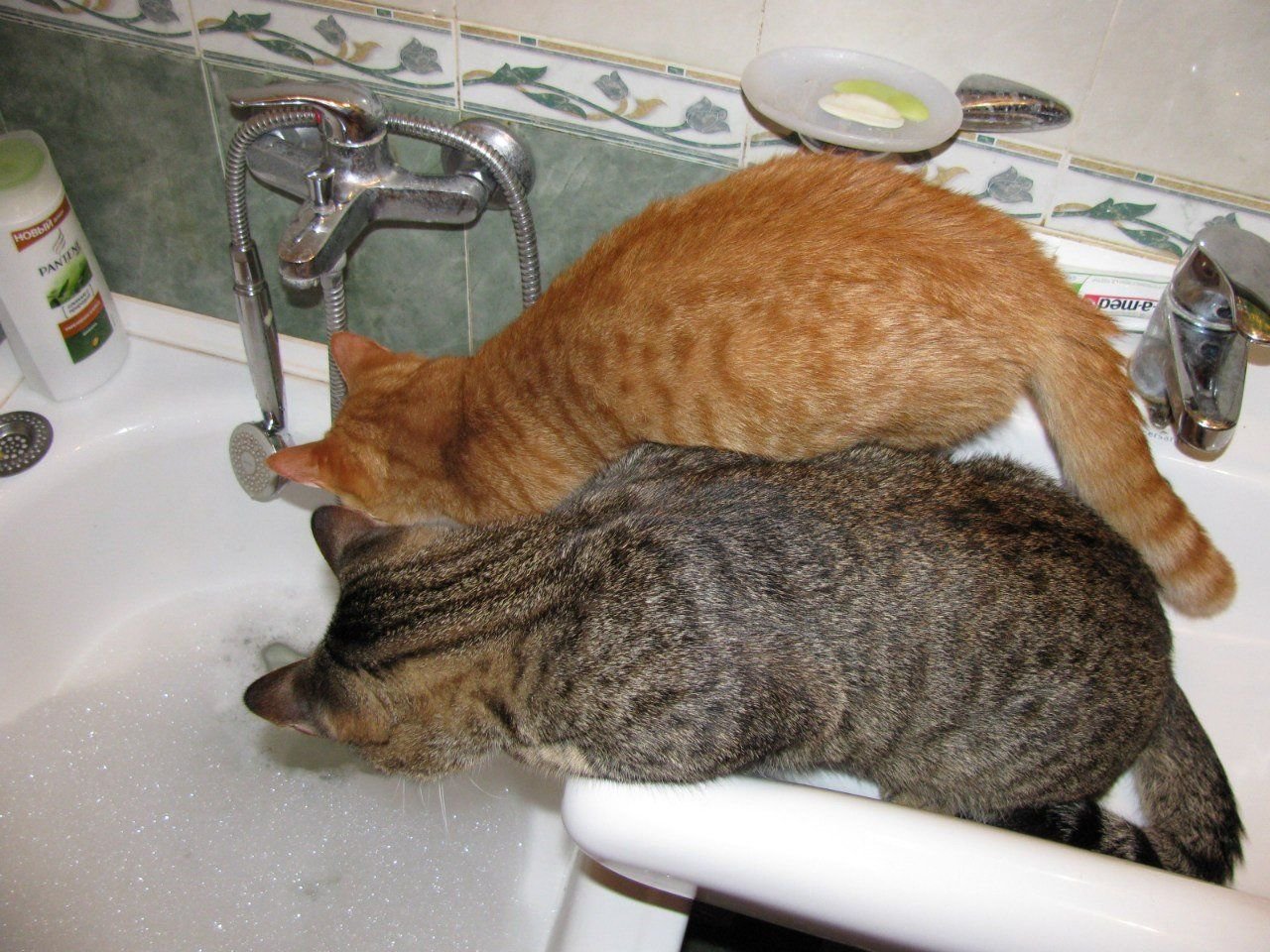 Котейка в ванне