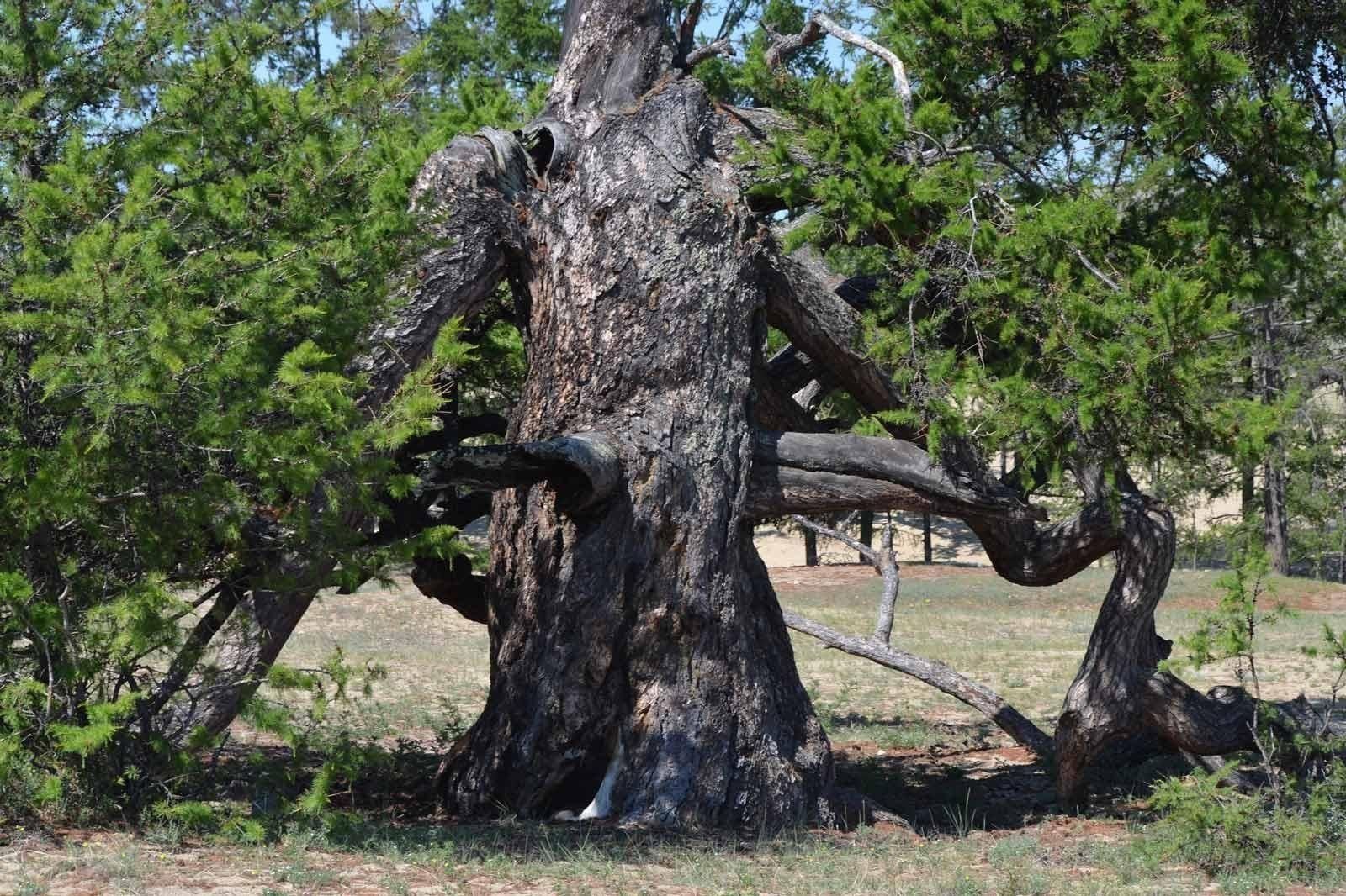 Это был огромный дуб. Страж Ольхона лиственница. Лиственница долгожитель Байкала. Страж Ольхона 777 лет. Самое старое дерево на Ольхоне.