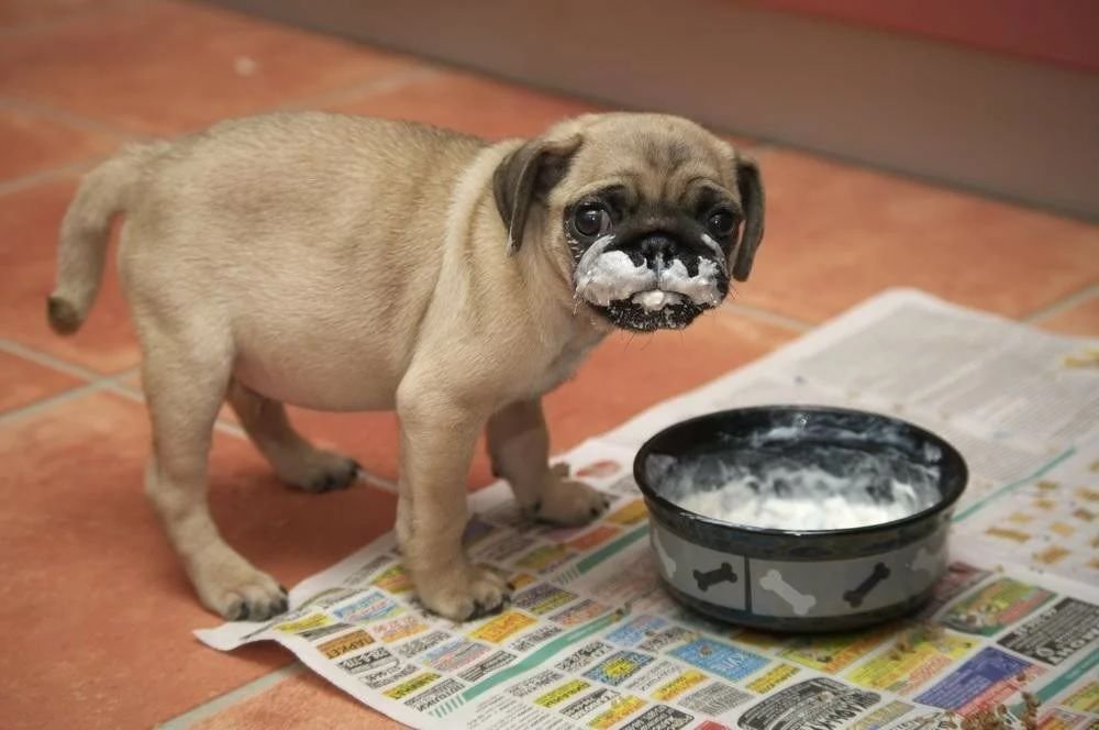 Кормление собак. Лабрадор ретривер шоколадный. Можно ли давать собаке сметану. Диета животных. Щенок пьет молоко.